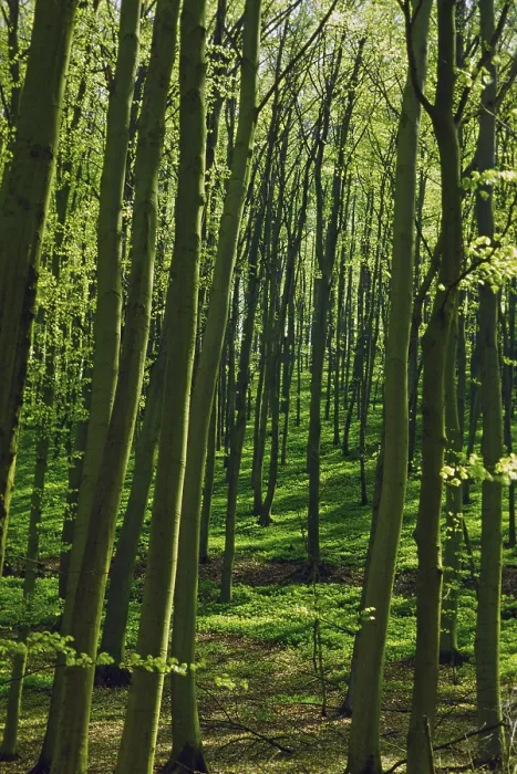 Framed Print : Deciduous Forest in Spring Print from imageBROKER Framed Print : Deciduous Forest in Spring Print from imageBROKER