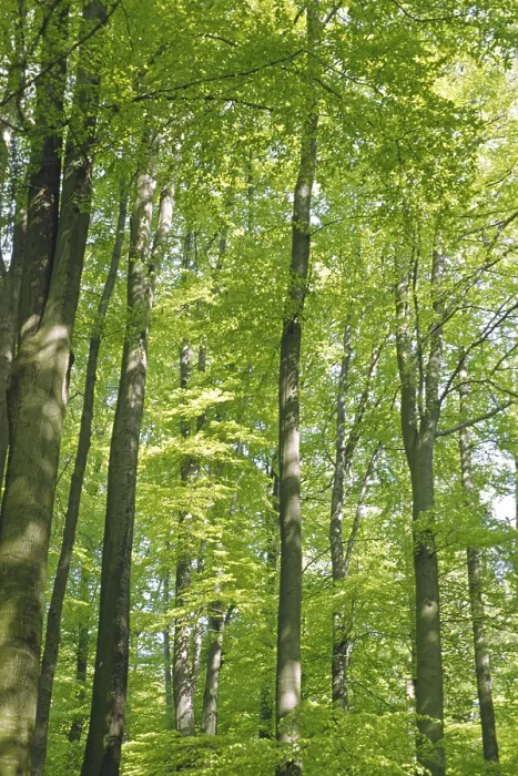 Framed Print : Deciduous Forest in Spring Print Framed Print : Deciduous Forest in Spring Print
