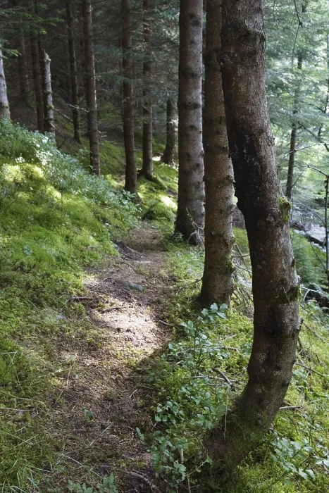 Framed Print : Forest Path Print from imageBROKER Framed Print : Forest Path Print from imageBROKER