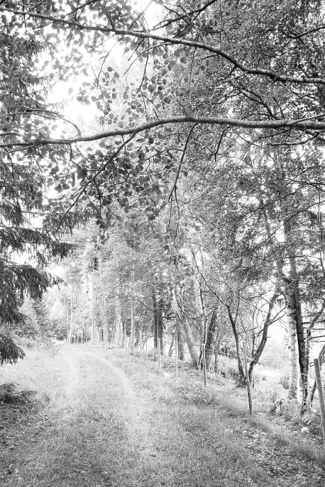 Framed Print : Forest Path Print by ImageBROKER Framed Print : Forest Path Print by ImageBROKER