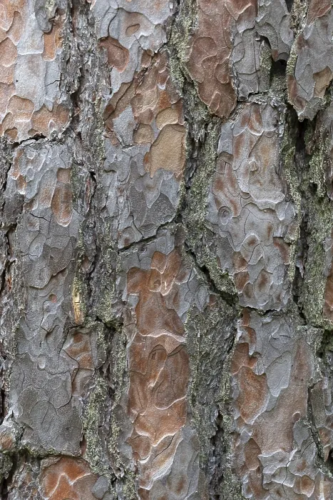 Framed Print : Pine Tree Bark Texture Print Close-Up Framed Print : Pine Tree Bark Texture Print Close-Up