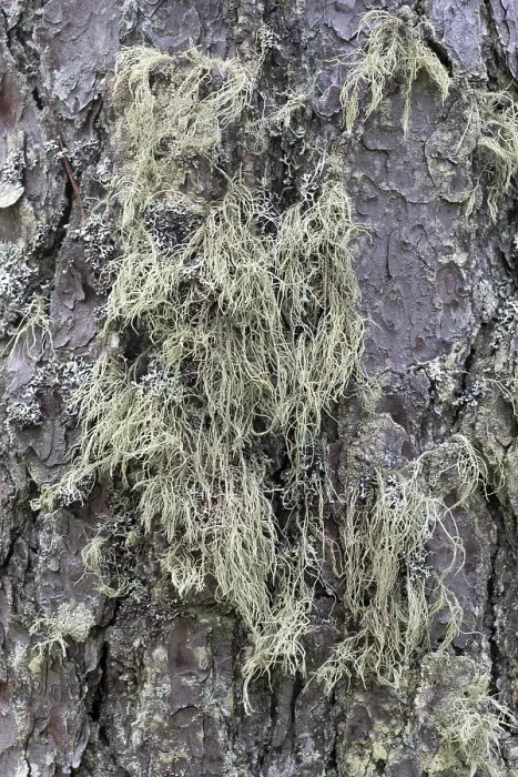 Framed Print : Pine Tree Bark Texture Print Close-Up Framed Print : Pine Tree Bark Texture Print Close-Up