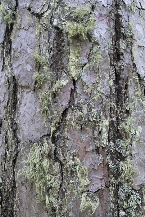 Framed Print : Pine Tree Bark Texture Print Close-Up Framed Print : Pine Tree Bark Texture Print Close-Up
