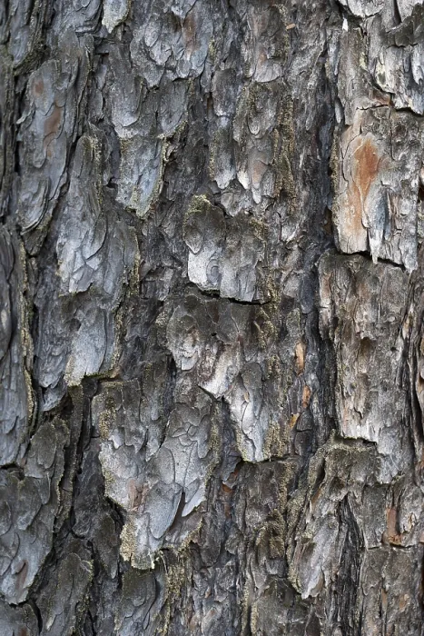 Framed Print : Pine Tree Bark Texture Print - Close Up Nature Scene Framed Print : Pine Tree Bark Texture Print - Close Up Nature Scene
