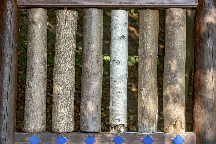 Framed Print : Tree Trunk Sections: A Comparative Print Framed Print : Tree Trunk Sections: A Comparative Print