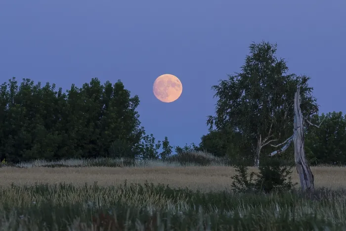 Framed Print : The Full Moon Rises Behind Trees Print, Grossenhain, Saxony Framed Print : The Full Moon Rises Behind Trees Print, Grossenhain, Saxony