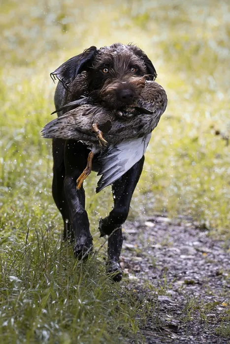 Framed Print : Pudelpointer Brings Duck Print Framed Print : Pudelpointer Brings Duck Print