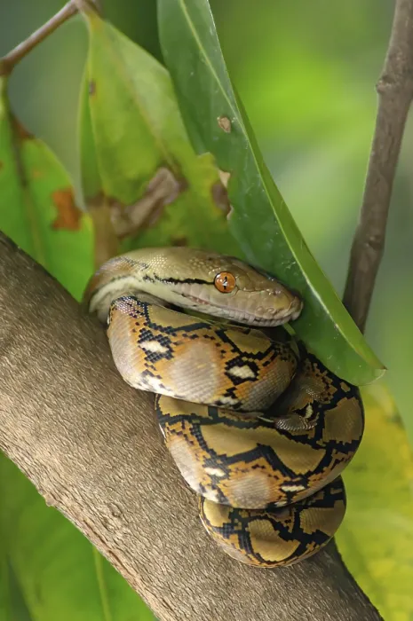 Framed Print : The Child Python Curled on a Mango Tree Print, Thailand Framed Print : The Child Python Curled on a Mango Tree Print, Thailand
