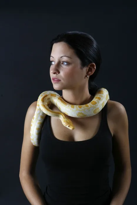 Framed Print : Albino Woman with Indian Python Print (Python molurus) Framed Print : Albino Woman with Indian Python Print (Python molurus)