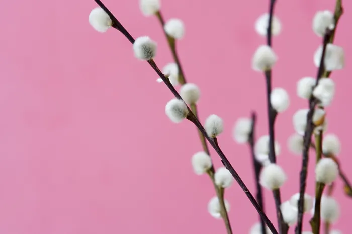 Framed Print : Catkins Print - Spring Floral Scene Framed Print : Catkins Print - Spring Floral Scene