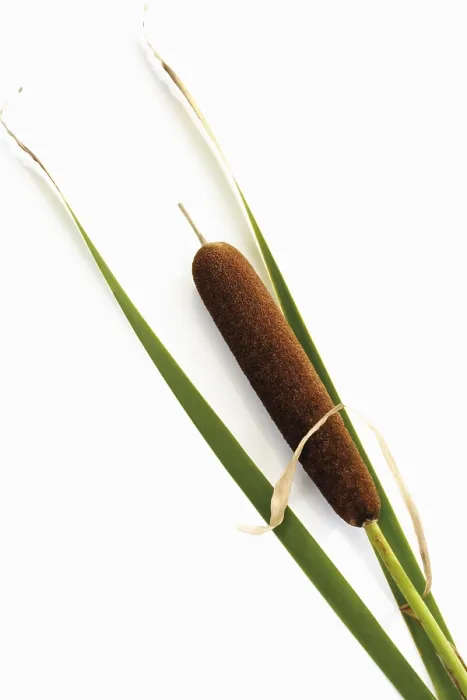 Framed Print : Cattail (Typha) Print Framed Print : Cattail (Typha) Print