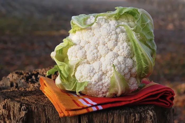 Framed Print : Cauliflower Print by imageBROKER Framed Print : Cauliflower Print by imageBROKER