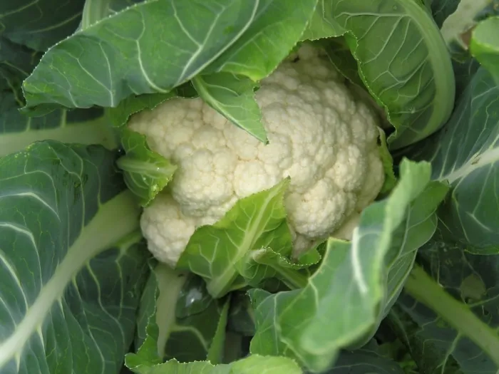 Framed Print : Cauliflower Print by ImageBROKER Framed Print : Cauliflower Print by ImageBROKER
