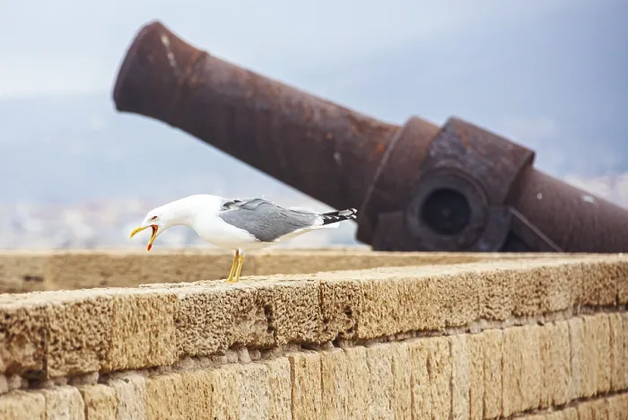 Framed Print : Seagull in Flight Print Framed Print : Seagull in Flight Print