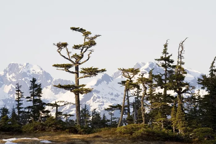 Framed Print : Cedar Trees in Evening Light Print, Alaska Mountains Framed Print : Cedar Trees in Evening Light Print, Alaska Mountains