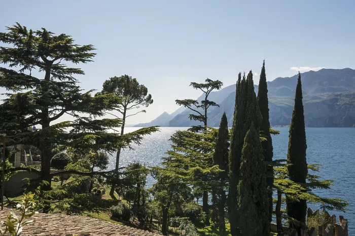 Framed Print : Cedars and Cypresses Print, Malcesine, Lake Garda, Italy Framed Print : Cedars and Cypresses Print, Malcesine, Lake Garda, Italy