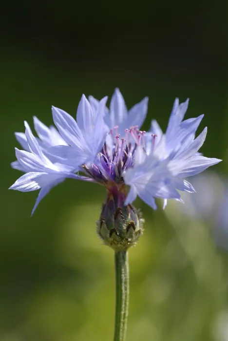 Framed Print : Centaurea cyanus Cornflower Print Framed Print : Centaurea cyanus Cornflower Print