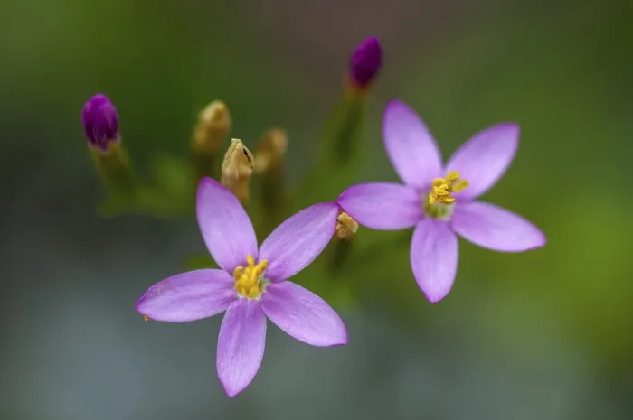 Framed Print : Print of Centaurium erythraea, Common Centaury Framed Print : Print of Centaurium erythraea, Common Centaury