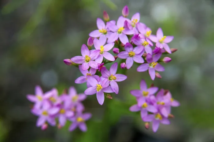 Framed Print : Print of Centaurium erythraea, Common Centaury Framed Print : Print of Centaurium erythraea, Common Centaury
