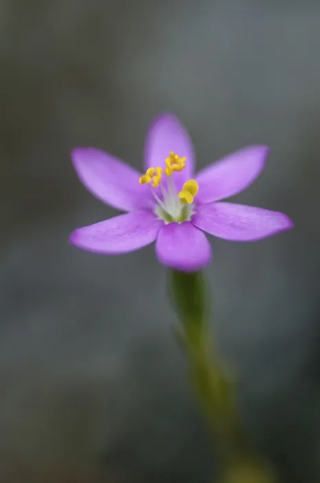 Framed Print : Centaurium erythraea Print - European Centaury Herb Framed Print : Centaurium erythraea Print - European Centaury Herb