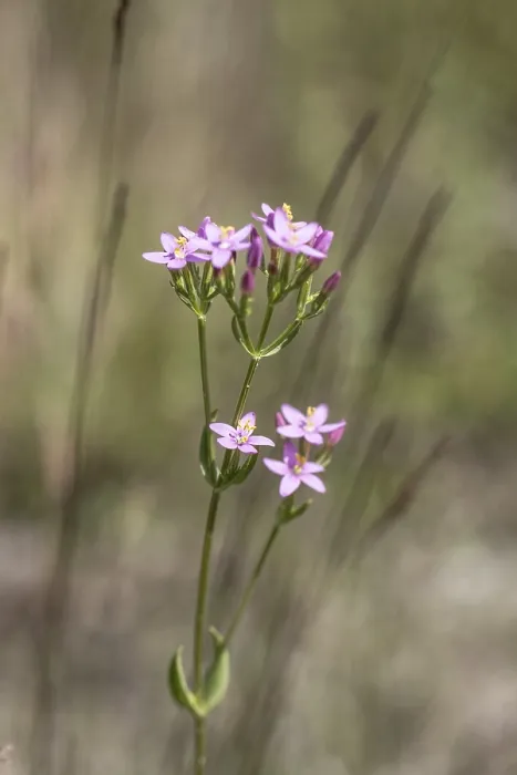 Framed Print : Centaury (Centaureum erythraea) Print, Emsland, Germany Framed Print : Centaury (Centaureum erythraea) Print, Emsland, Germany
