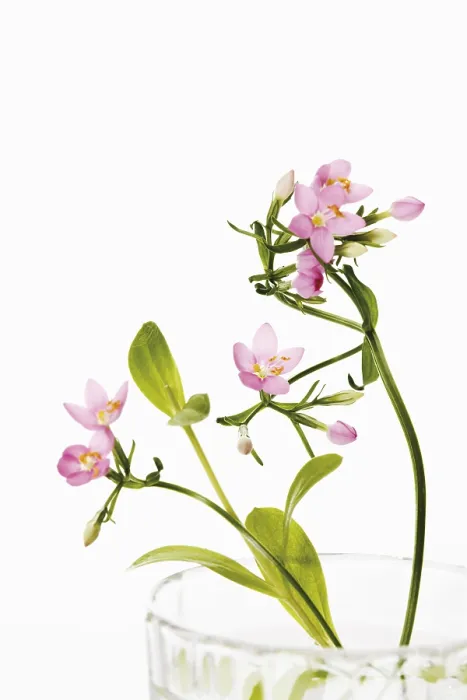 Framed Print : Centaury (Centaurium) Print Framed Print : Centaury (Centaurium) Print
