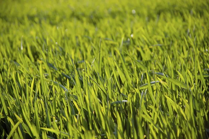 Framed Print : Cereal Grain Field in Spring Print Framed Print : Cereal Grain Field in Spring Print