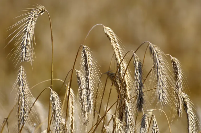 Framed Print : Print of Cereals in August Framed Print : Print of Cereals in August
