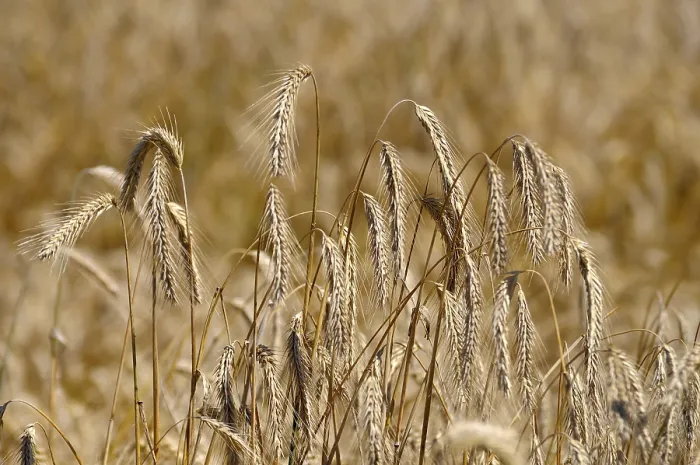 Framed Print : Cereals Print in August Framed Print : Cereals Print in August