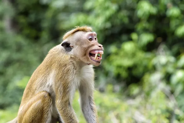 Framed Print : Ceylon Hat Monkey Print Framed Print : Ceylon Hat Monkey Print