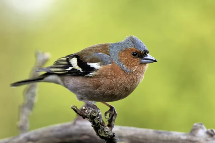 Framed Print : Chaffinch in the Apple Tree Print Framed Print : Chaffinch in the Apple Tree Print