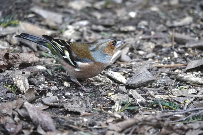 Framed Print : Chaffinch Winter Print, Germany Framed Print : Chaffinch Winter Print, Germany