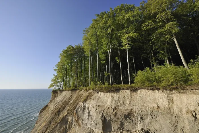 Framed Print : Chalk Cliffs and Beech Forest Print