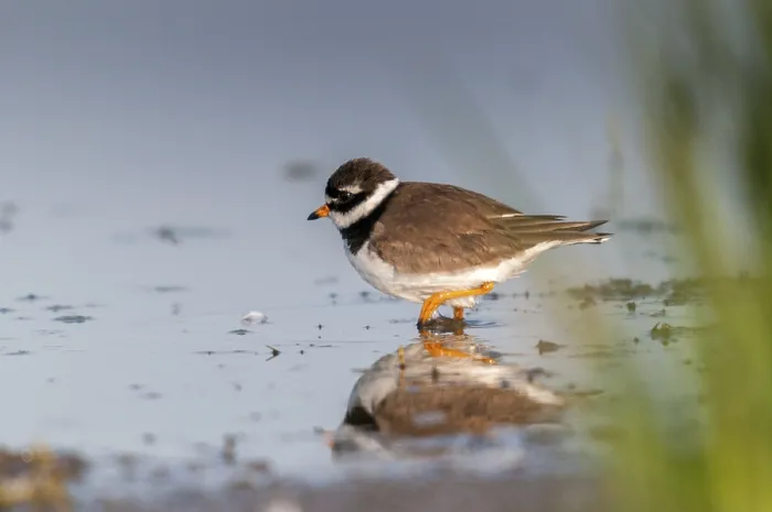 Framed Print : Ringed Plover Print - Charadrius hiaticula Framed Print : Ringed Plover Print - Charadrius hiaticula