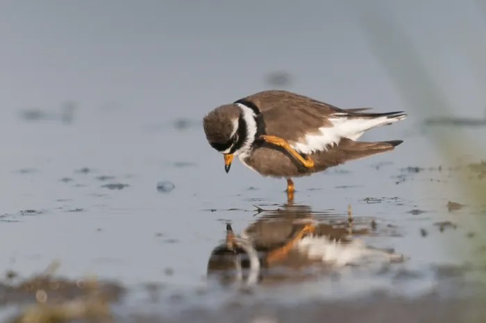 Framed Print : Ringed Plover Print, Charadrius hiaticula in Reflection Framed Print : Ringed Plover Print, Charadrius hiaticula in Reflection