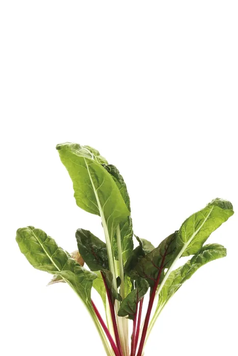 Framed Print : Chard, Silverbeet, Mangold Chard Print Framed Print : Chard, Silverbeet, Mangold Chard Print