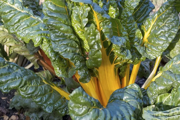 Framed Print : Chard, yellow-stemmed, vegetable patch print Framed Print : Chard, yellow-stemmed, vegetable patch print