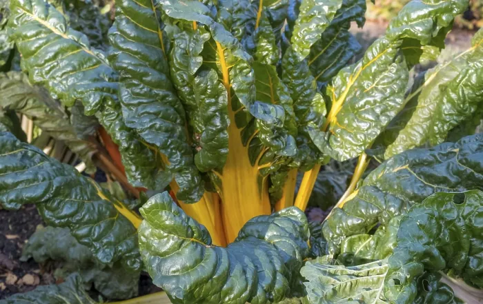 Framed Print : Chard, Yellow-Stemmed Vegetable Patch Print Framed Print : Chard, Yellow-Stemmed Vegetable Patch Print