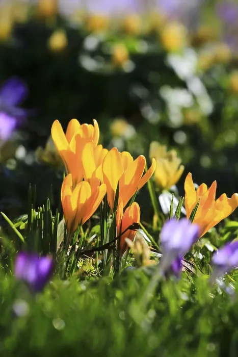 Framed Print : Crocus Print - Spring in Saxony, Germany Framed Print : Crocus Print - Spring in Saxony, Germany