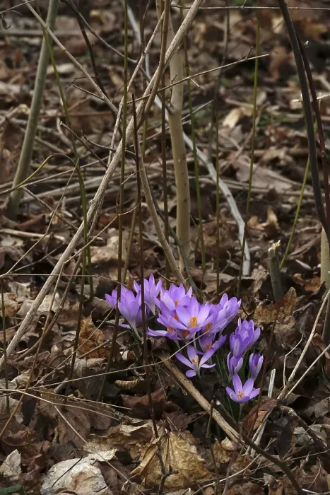 Framed Print : Charming Crocuses Print, Saxony Germany Announces Spring Framed Print : Charming Crocuses Print, Saxony Germany Announces Spring