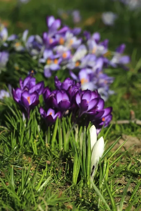 Framed Print : Spring Announced by Charming Crocuses Print, Saxony, Germany