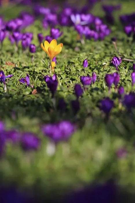 Framed Print : Charming Crocuses Print, Saxony, Germany Announce Spring