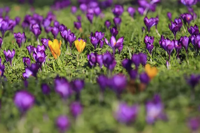 Framed Print : Crocus Print: Spring in Saxony, Germany Framed Print : Crocus Print: Spring in Saxony, Germany