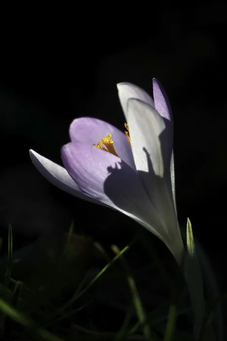 Framed Print : Charming Crocuses Print: Spring in Saxony, Germany Framed Print : Charming Crocuses Print: Spring in Saxony, Germany