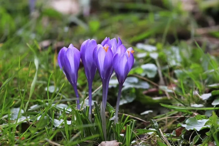 Framed Print : Crocus Print: Spring in Saxony, Germany Framed Print : Crocus Print: Spring in Saxony, Germany