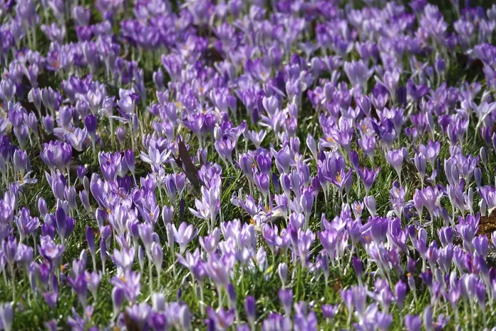 Framed Print : Charming Crocuses Print, Saxony, Germany Framed Print : Charming Crocuses Print, Saxony, Germany