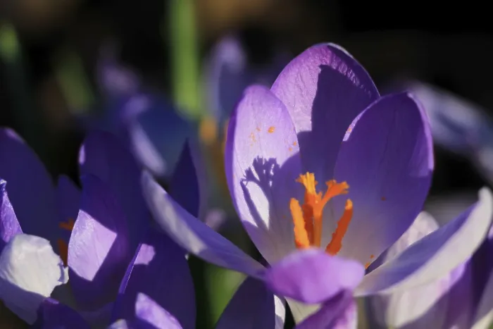 Framed Print : Charming Crocuses Print, Saxony, Germany Announces Spring Framed Print : Charming Crocuses Print, Saxony, Germany Announces Spring