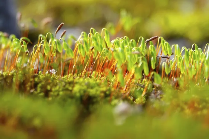 Framed Print : Charming Mosses and Lichens Print, Germany Spring Scene Framed Print : Charming Mosses and Lichens Print, Germany Spring Scene