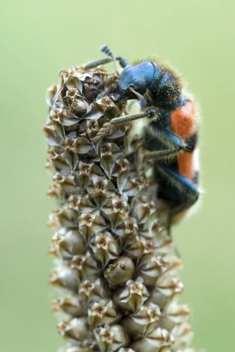 Framed Print : Checkered Bee Beetle Print, Brandenberg, Austria