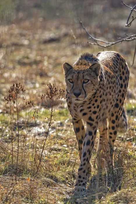 Framed Print : Cheetah in the Wild Print Framed Print : Cheetah in the Wild Print
